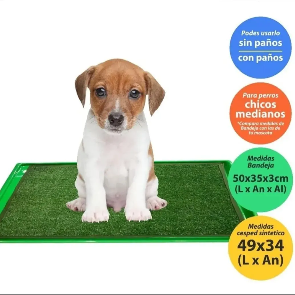Cachorro sentado sobre la carpeta de césped sintético Master Pet Mini, con o sin paño, para perros chicos y medianos